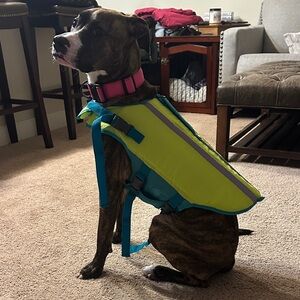 Coleman Reflective Dog Life Vest - Lime and Teal